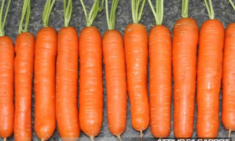 Семена моркови Аттилио F1, Vilmorin (Франция), Кол-во 100 000 семян, недорого, распродажа - фото № 2