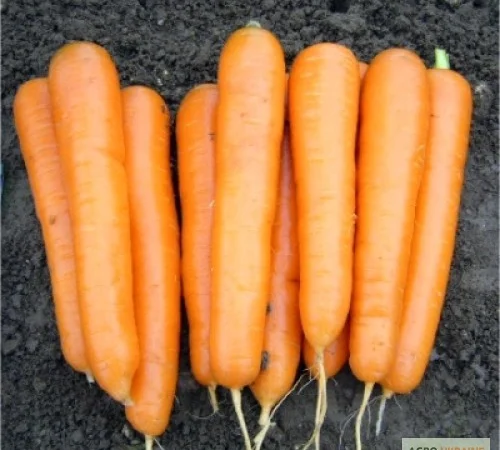 Оригинальные фирменные семена моркови Аттило F1 премиум-класса, Франция Никерсон - Цваан - фото № 1