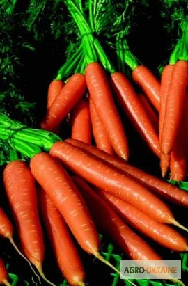 Семена Морковь Волкано F1 100.000 шт. ТМ "Nickerson-Zwaan", Голландия - фото № 1