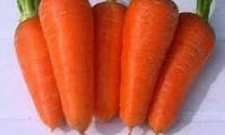 Продам семена морковки, Одесса + доставка почтой по Украине - фото № 1