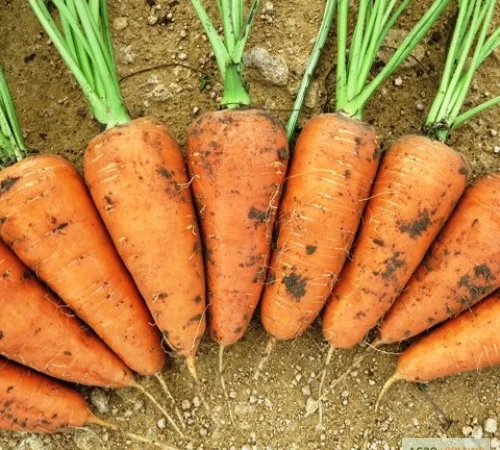 Продам семена морковки, Одесская обл, Большой Дальник - фото № 1