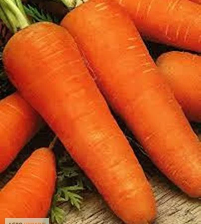Продам семена Морковь Шантане - фото № 1