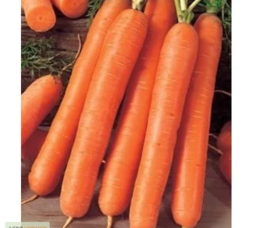 Продам семена моркови Флакке - фото № 1