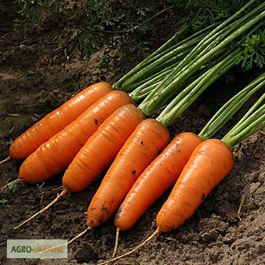 Продам семена моркови Медовянка - фото № 1