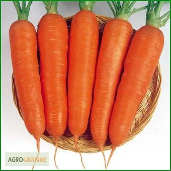 Продам семена Морковь Ням ням - фото № 1