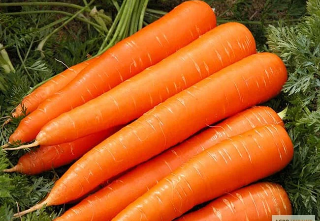 Продам семена моркови Лакомка - фото № 1