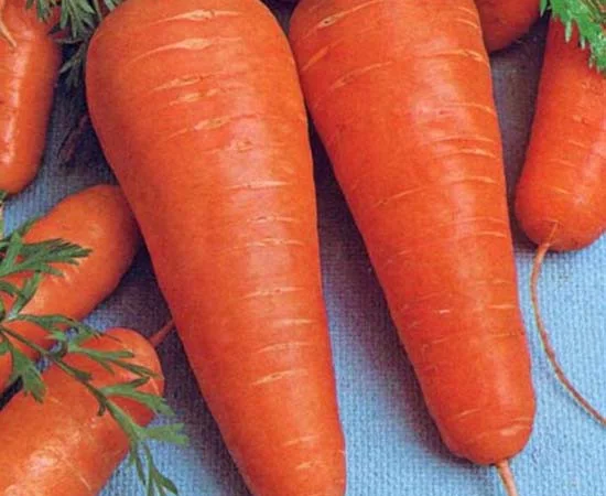 Продается семена моркови Курода Шантане - фото № 1