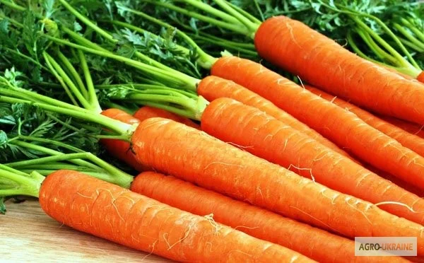 Морковь Королева Осени - фото № 1