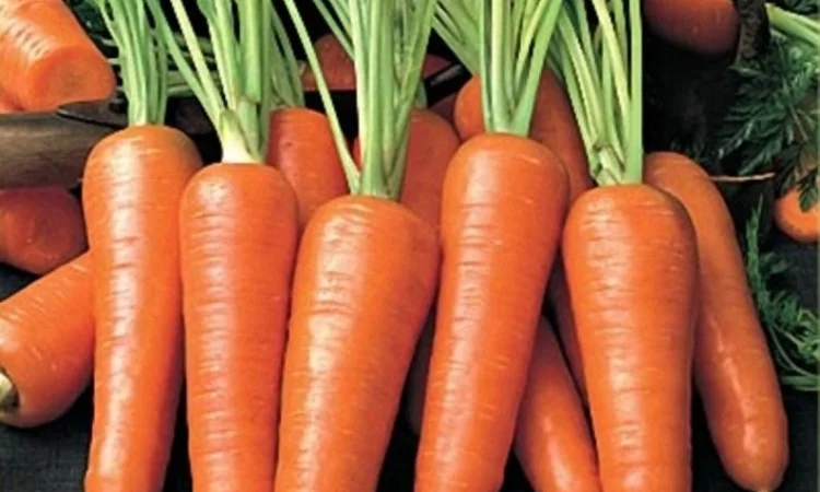 Морковь Артек - фото № 1