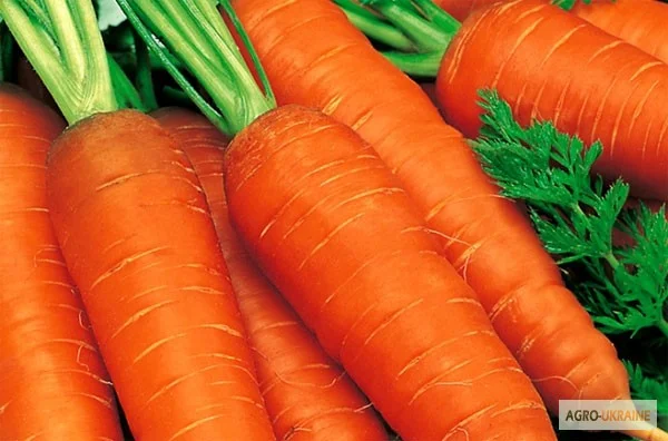 Морковь Красный Великан - фото № 1