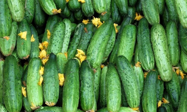 Семена огурцов из частной коллекции - фото № 1