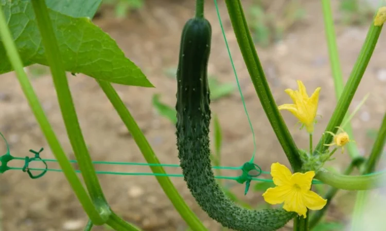 Семена огурцов из частной коллекции - фото № 2