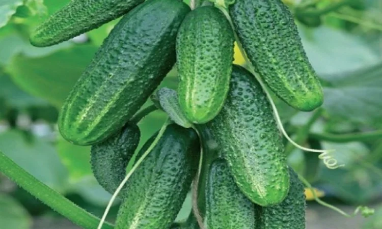 Семена огурцов из частной коллекции - фото № 3