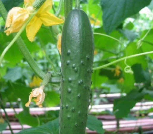 Семена огурцов из частной коллекции - фото № 4