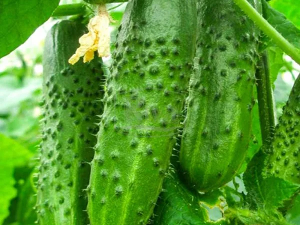 Семена огурцов из частной коллекции - фото № 5