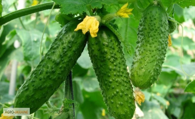 Продается семена огурца Элиза F1 - фото № 1