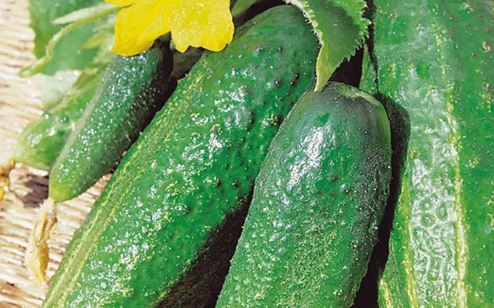 Продам семена Огурец Дальневосточный 27 - фото № 1