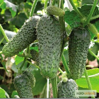 Продам семена Огурец Анника F1 («Satimex» Германия) - фото № 1