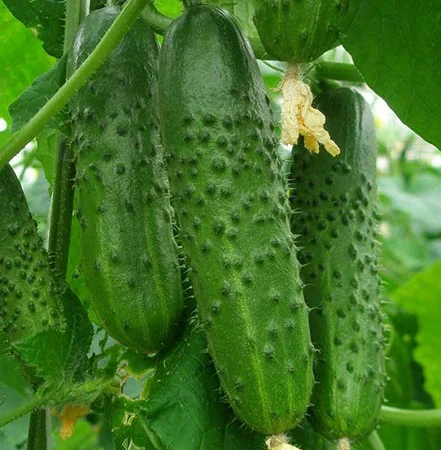 Продам семена Огурец Артист F1 (Bejo Zaden) - фото № 1