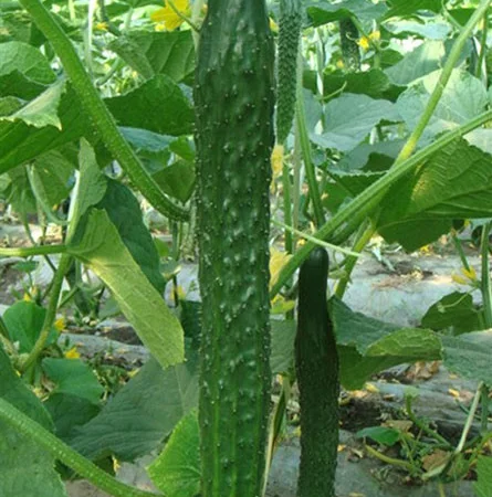 Продам семена Огурец Китайское чудо - фото № 1