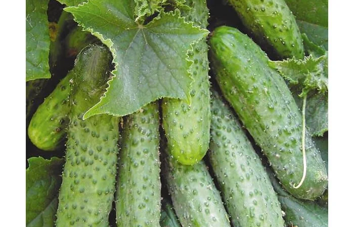 Продам семена Огурец Маша F1 - фото № 1