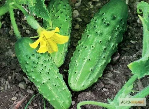 Продам семена Огурец Журавленок F1 - фото № 1