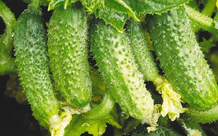 Продам Семена Огурец Гектор F1 - фото № 1