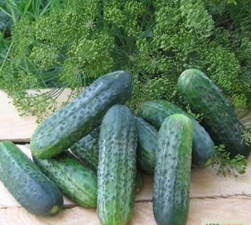 Продам семена Огурец Пучини F1 - фото № 1