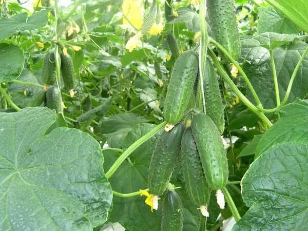 Продам семена Огурец Мирабелл F1 - фото № 1