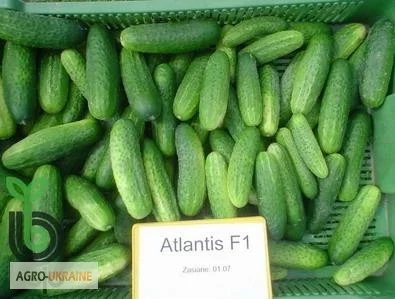 Продам семена огурец Атлантис - фото № 1