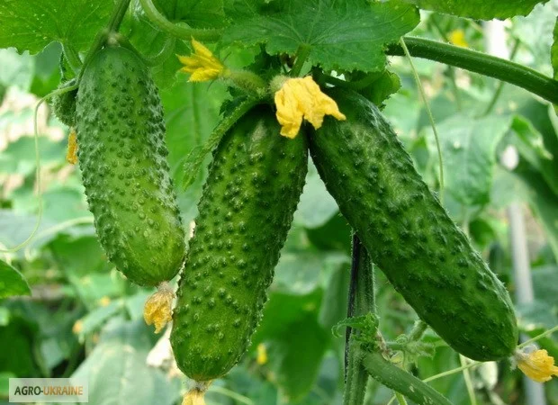 Продам семена Огурец Аякс F1 (Голландия) - фото № 1