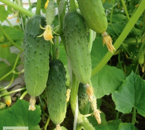 Продам семена Огурец Бочковой - фото № 1