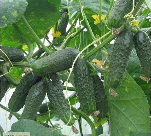 Продам семена Огурец Зятек F1 - фото № 1