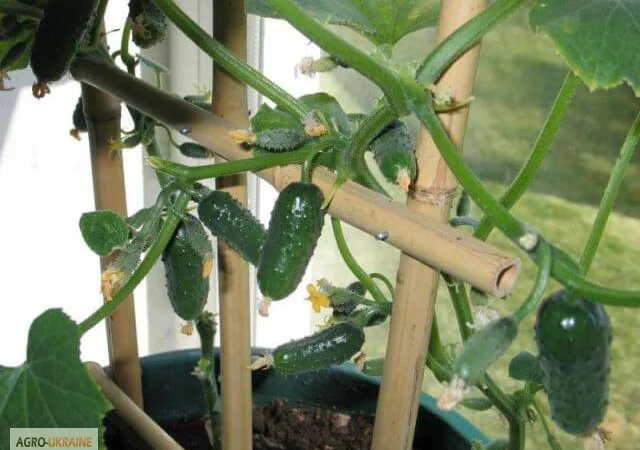 Продам семена Огурец Комнатное чудо - фото № 1