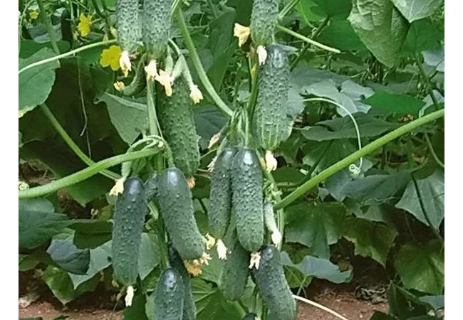 Продам семена Огурец Маринда F1 Seminis - фото № 1