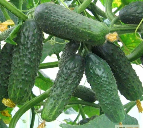 Продам семена Огурец Сатина F1 (Nunhems, Голландия) - фото № 1