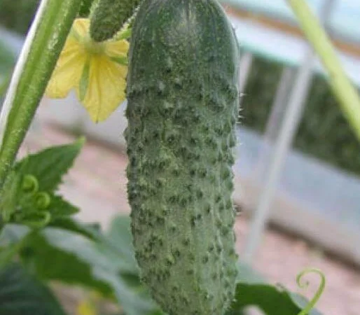 Продам семена Огурец Шакти F1 - фото № 1