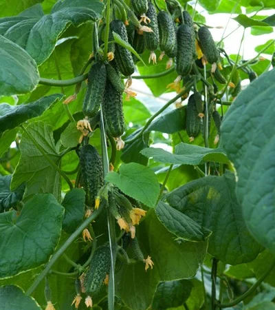 Продам семена Огурец Эколь F1 - фото № 1