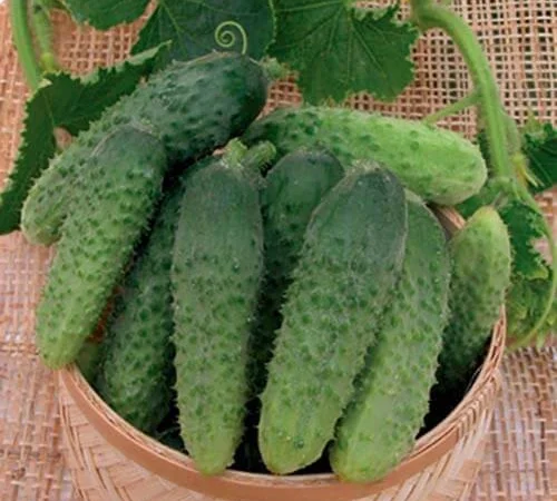 Продам семена Огурец Бабушкин внучок - фото № 1