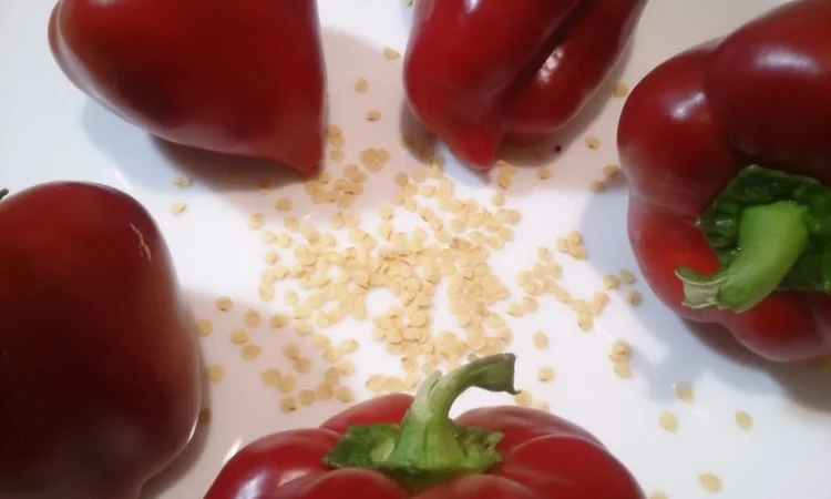 Семена толстостенного сладкого перца Микс - фото № 5