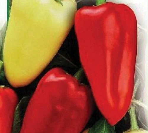 Семена перца из частной коллекции - фото № 1