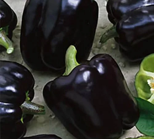 Семена перца из частной коллекции - фото № 2