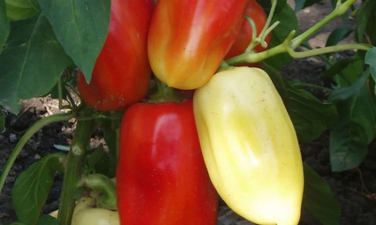 Семена перца из частной коллекции - фото № 3