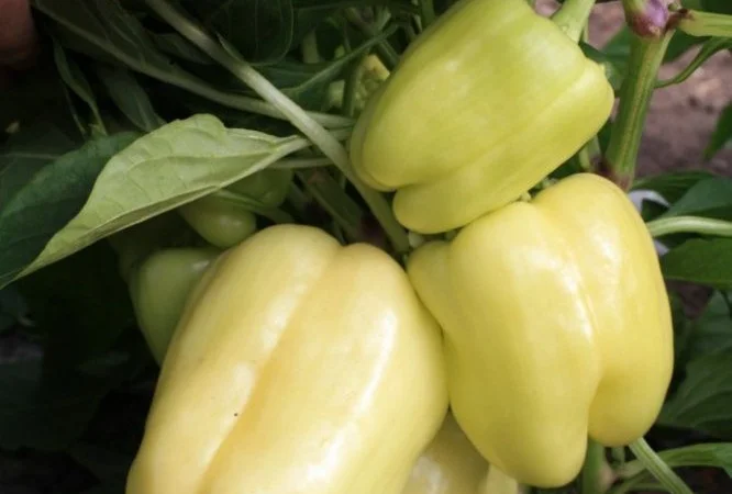 Семена перца из частной коллекции - фото № 4