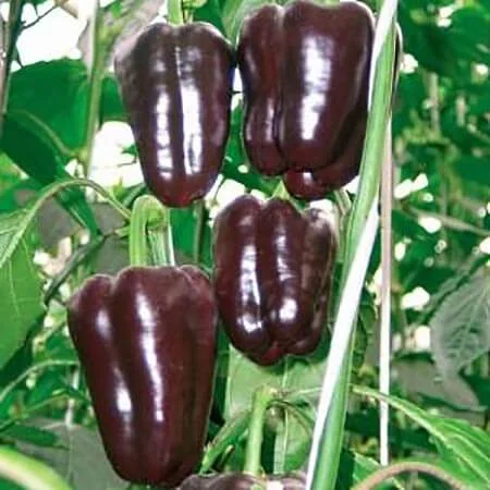 Семена перца из частной коллекции - фото № 5