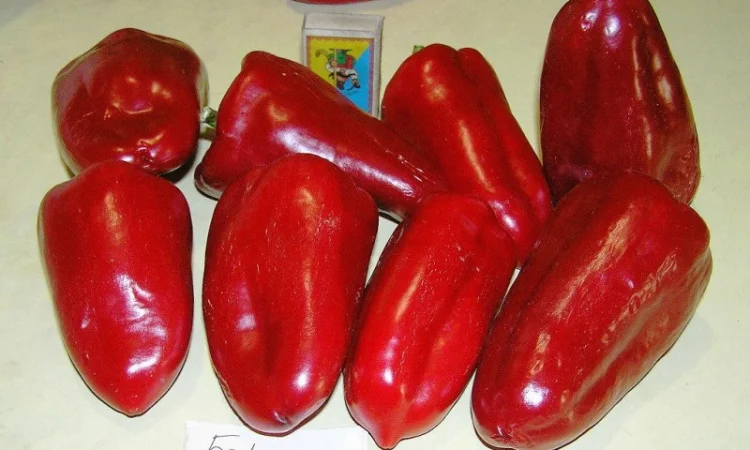 Семена перца из частной коллекции - фото № 6