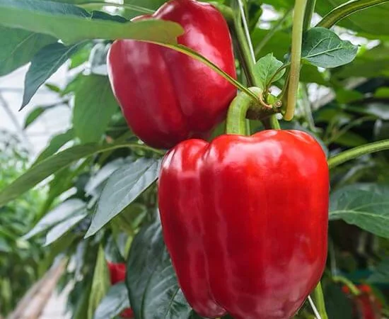 Продам семена перца Гранатовая Турецкая Долма - фото № 1