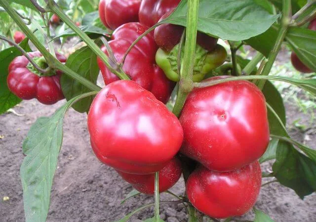 Продам семена Перец Колобок - фото № 1