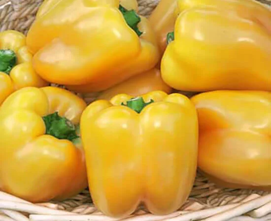 Продам семена сладкого перца Большая Медведица - фото № 1