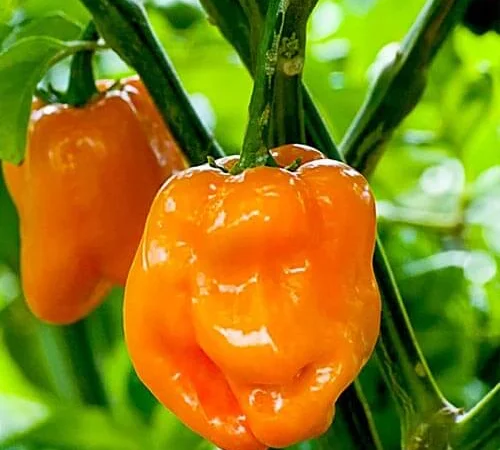 Продам семена Перец острый Хабанеро оранжевый - фото № 1